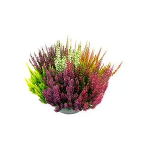 Calluna vulgaris Beauty Ladies Mosaica Kasten