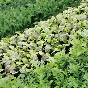 Brassica campestris Asia Mix