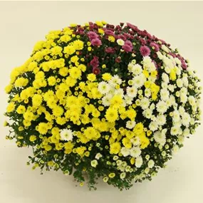 Chrysanthemum multiflora Tricolor