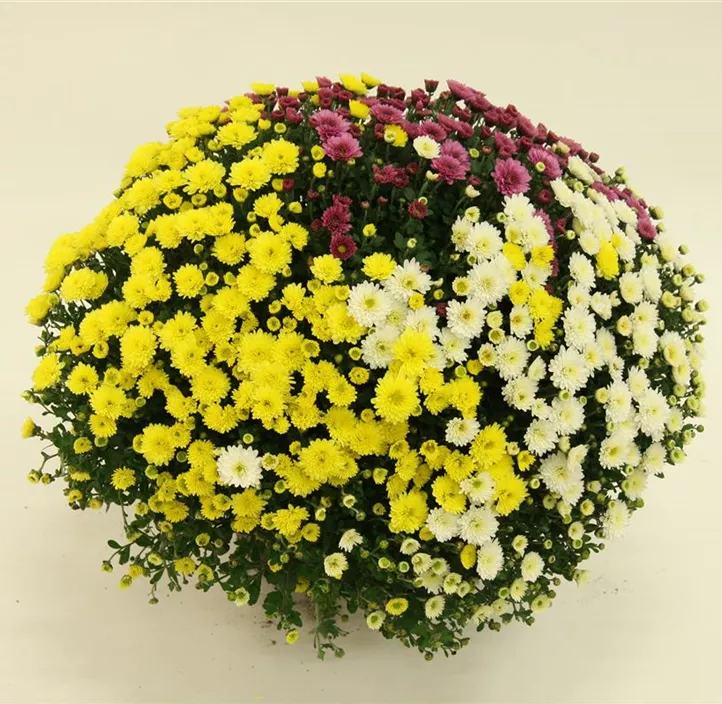 Multiflora-Chrysantheme Tricolor