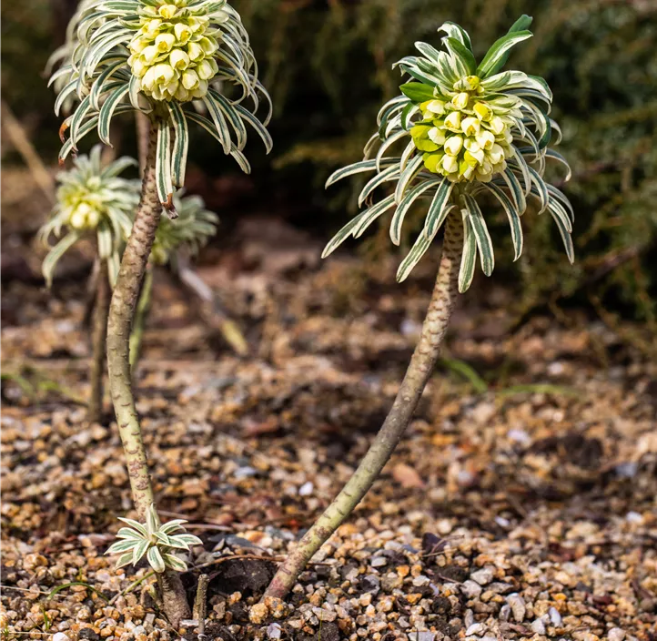 Mandelblättrige Garten-Wolfsmilch 'Tasmanian Tiger'