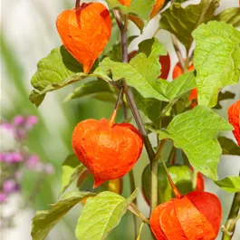 Physalis Alkekengi