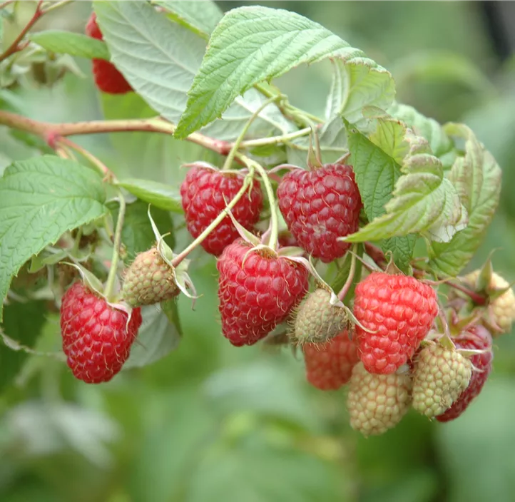 Herbsthimbeere 'Primeberry® Autumn First®'