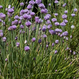 Rewisa Allium lusitanicum