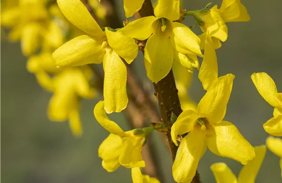 Forsythia x intermedia 'Lynwood'