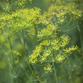 Anethum graveolens