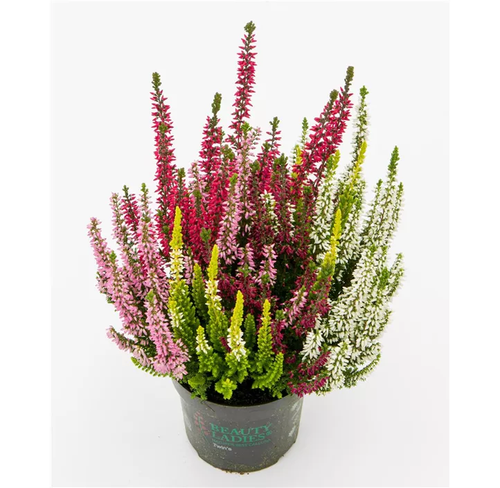 Knospenblüherheide Beauty Ladies® 'High Five'