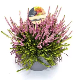 Calluna vulgaris Beauty Ladies Beauty Belle