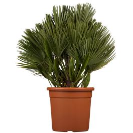 Chamaerops humilis Etnastar