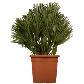 Chamaerops humilis Etnastar