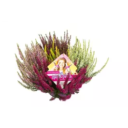 Calluna vulgaris Beauty Ladies High Five Schale