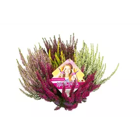 Calluna vulgaris Beauty Ladies High Five Schale