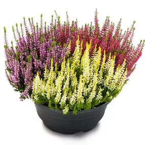 Calluna vulgaris Beauty Ladies Trio Schale