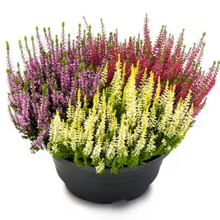 Calluna vulgaris Beauty Ladies Trio Schale Calluna vulgaris Beauty Ladies Trio Schale