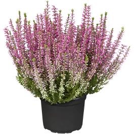 Calluna vulgaris Garden Girls