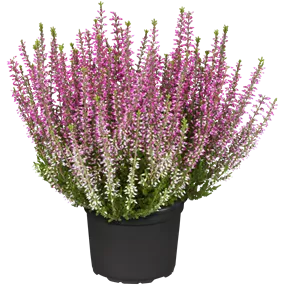 Calluna vulgaris Garden Girls