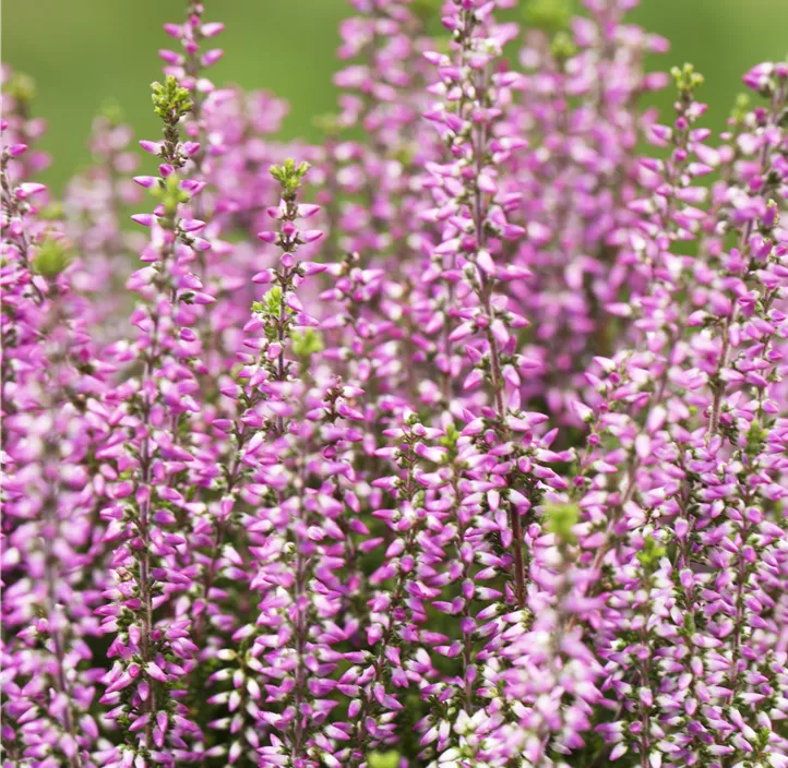 Winterharte Knospenheide Gardengirls® 