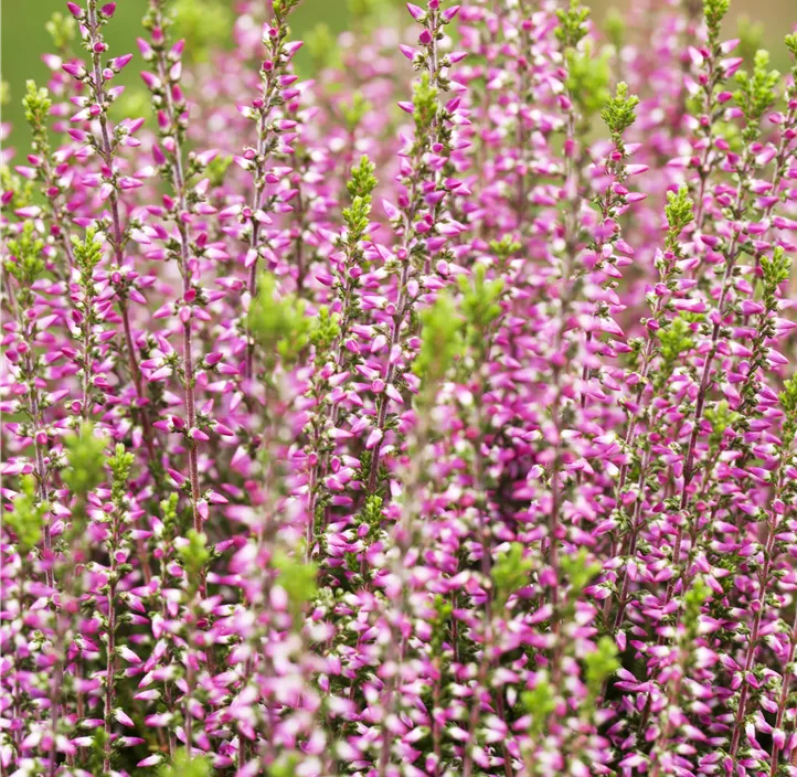 Winterharte Knospenheide Gardengirls® 