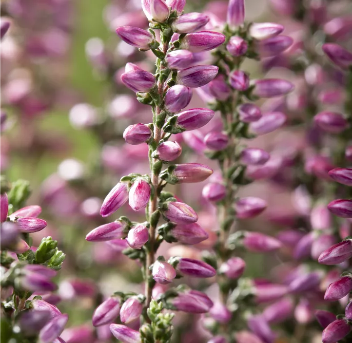 Winterharte Knospenheide Gardengirls® 