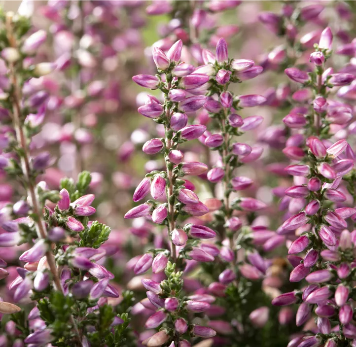 Winterharte Knospenheide Gardengirls® 