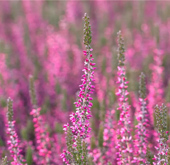 Winterharte Knospenheide Gardengirls® 