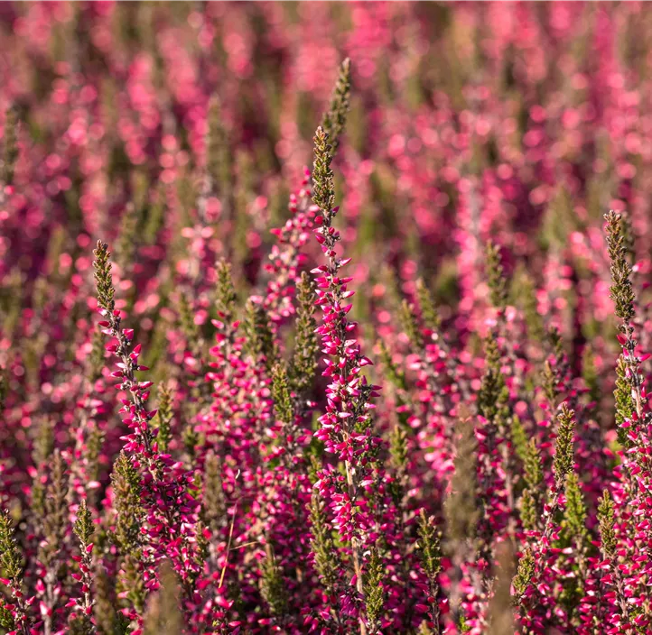 Winterharte Knospenheide Gardengirls® 