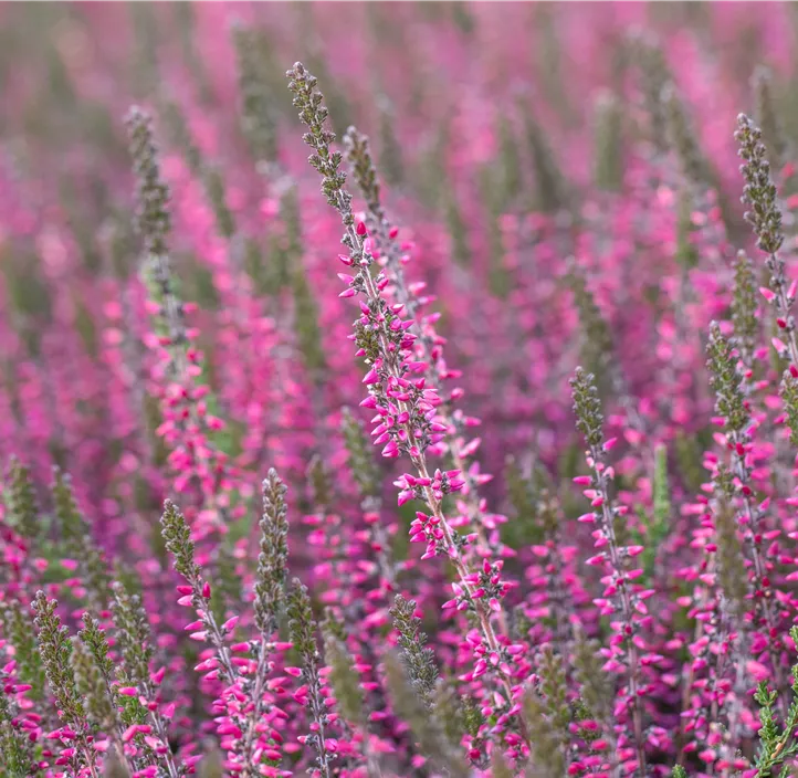 Winterharte Knospenheide Gardengirls® 