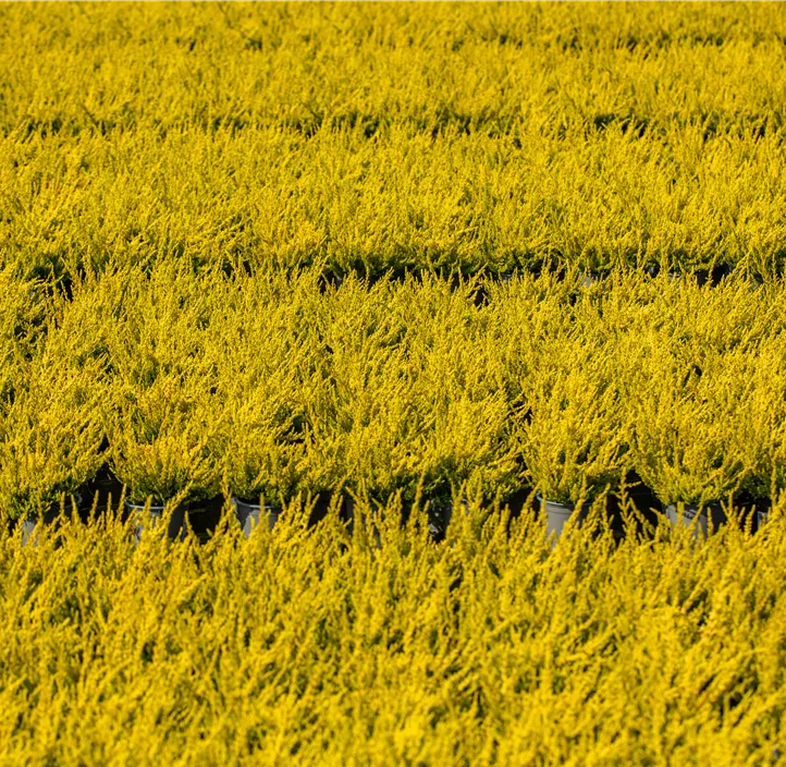 Winterharte Knospenheide Sunset Girls® 