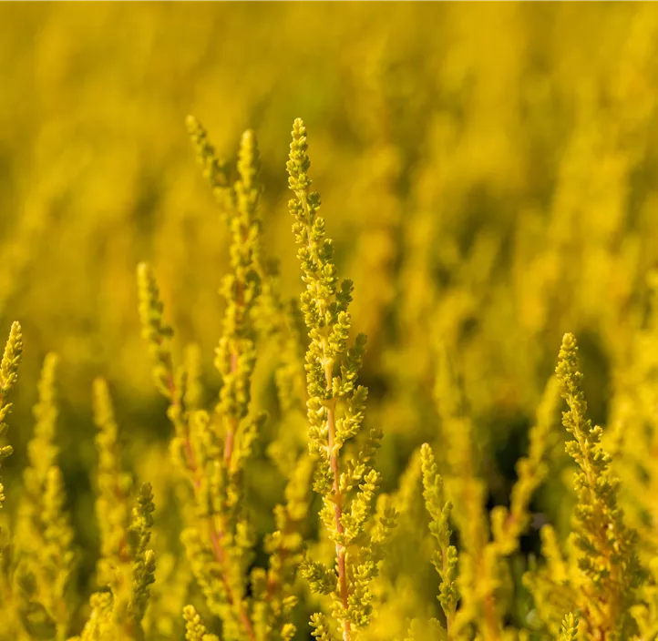 Winterharte Knospenheide Sunset Girls® 