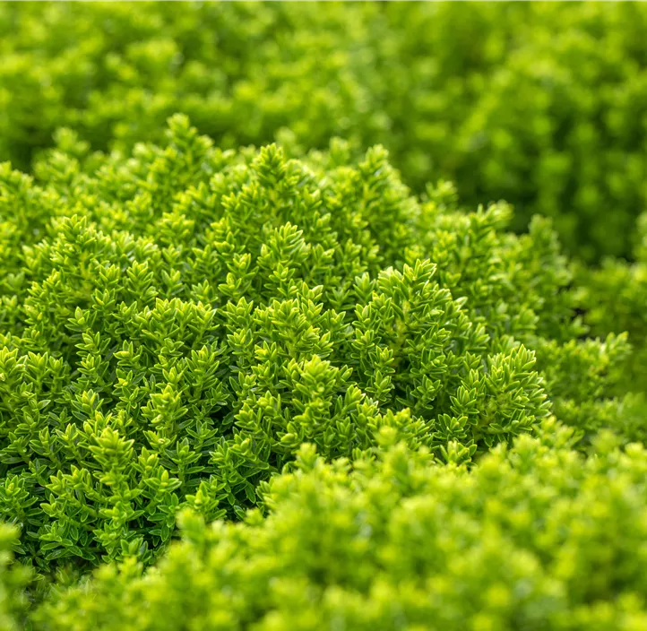 Strauchveronika 'Green Globe'