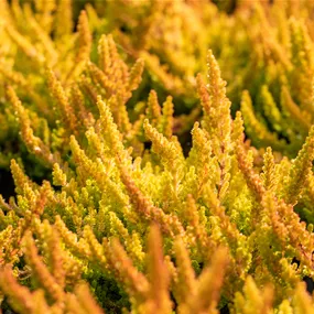 Calluna vulgaris Sunset Girls