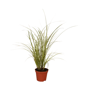 Carex Jenneke