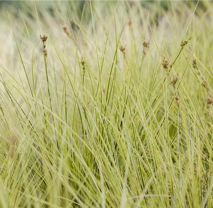 Garten-Segge 'Jenneke'