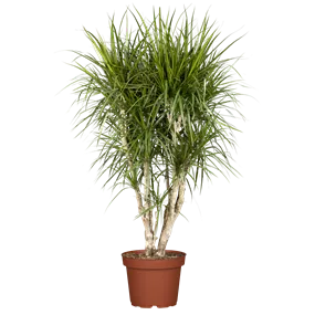 Dracaena Drago