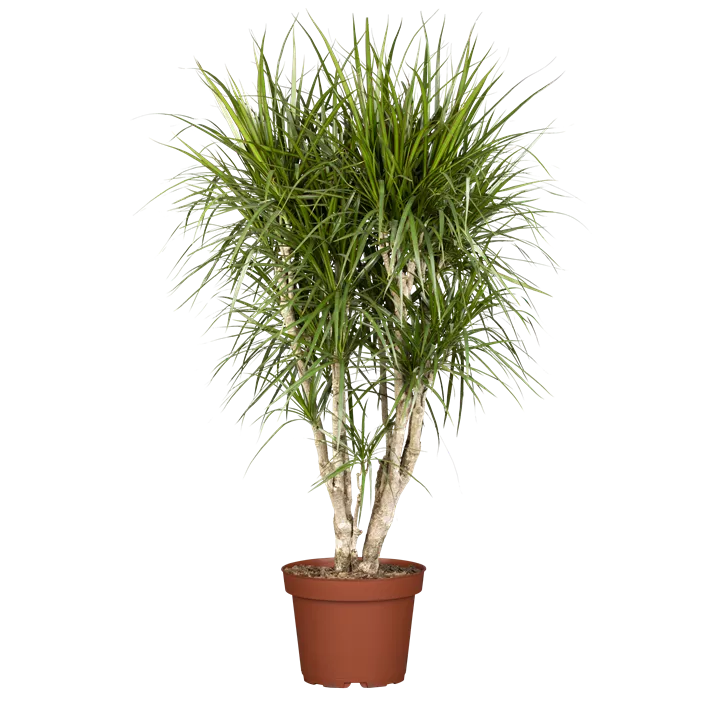 Dracaena