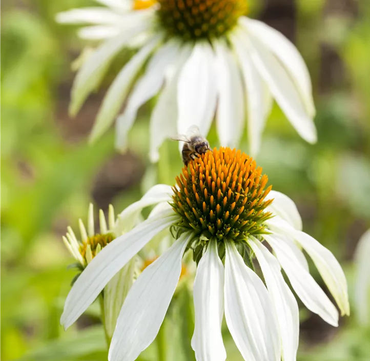 Garten-Scheinsonnenhut 'Prairie Splendor® Compact White'