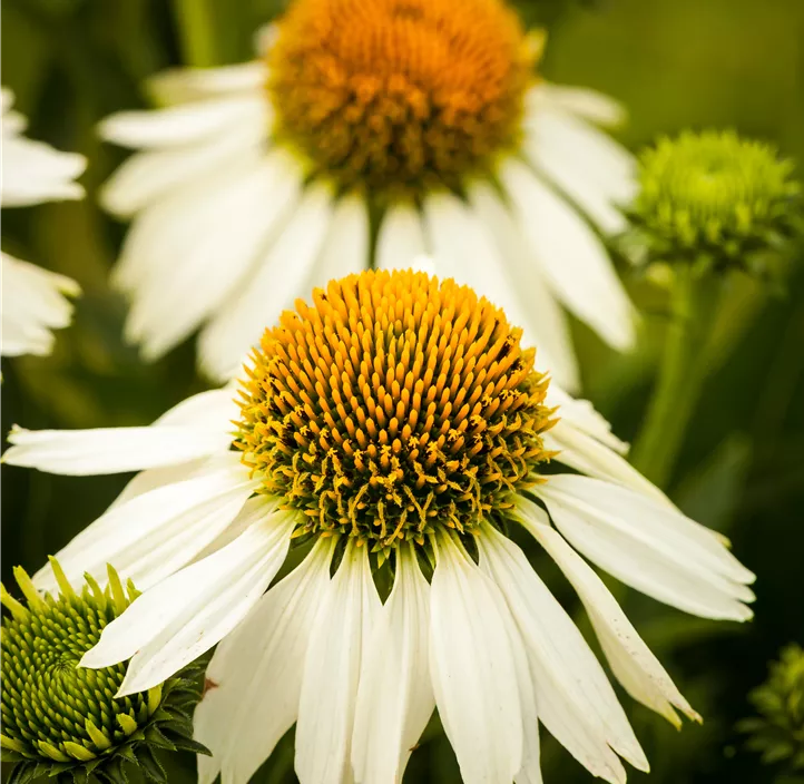 Garten-Scheinsonnenhut 'Prairie Splendor® Compact White'