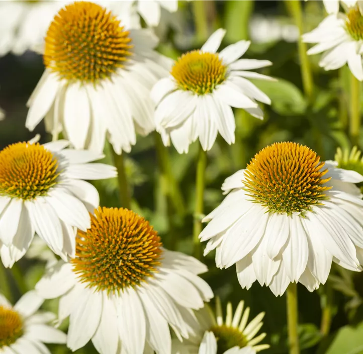 Garten-Scheinsonnenhut 'Prairie Splendor® Compact White'