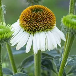 Echinacea Prairie Splendor Compact White