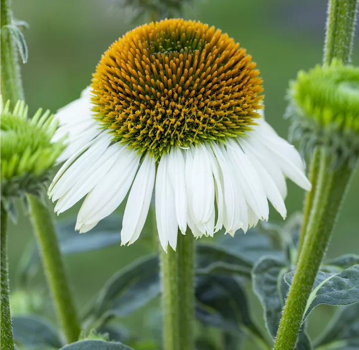 Garten-Scheinsonnenhut 'Prairie Splendor® Compact White'