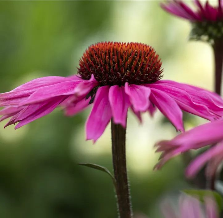 Garten-Scheinsonnenhut 'Prairie Splendor® Compact Dark Rose'