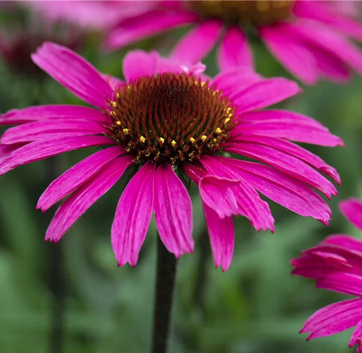 Garten-Scheinsonnenhut 'Prairie Splendor® Compact Dark Rose'