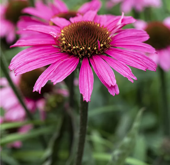 Garten-Scheinsonnenhut 'Prairie Splendor® Compact Dark Rose'