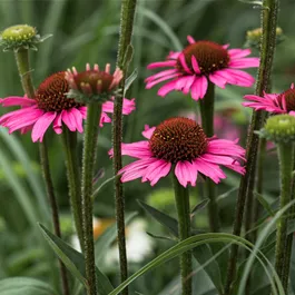 Echinacea Prairie Splendor Dark Rose Pottburri