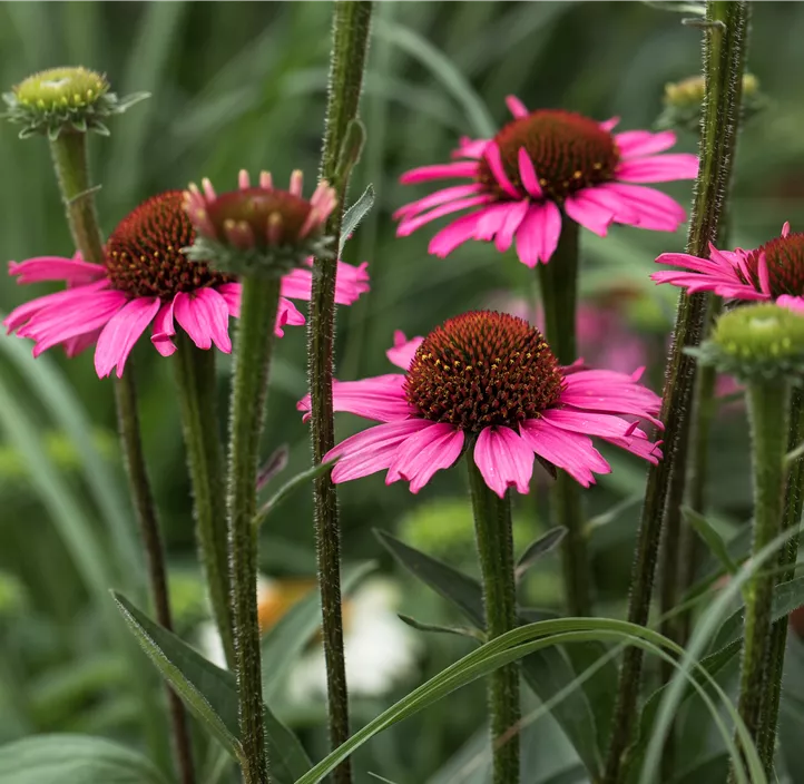 Garten-Scheinsonnenhut 'Prairie Splendor® Compact Dark Rose'