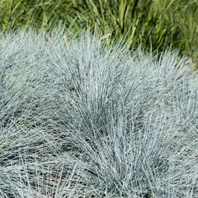 Festuca Blue sky