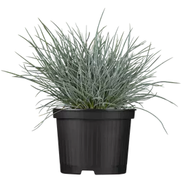 Festuca Zwergenkönig