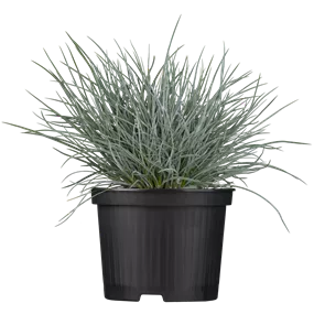 Festuca Zwergenkönig