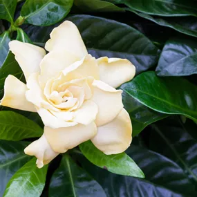 Gardenia jasminoides Celestial Star