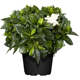 Gardenia jasminoides Crown Jewel